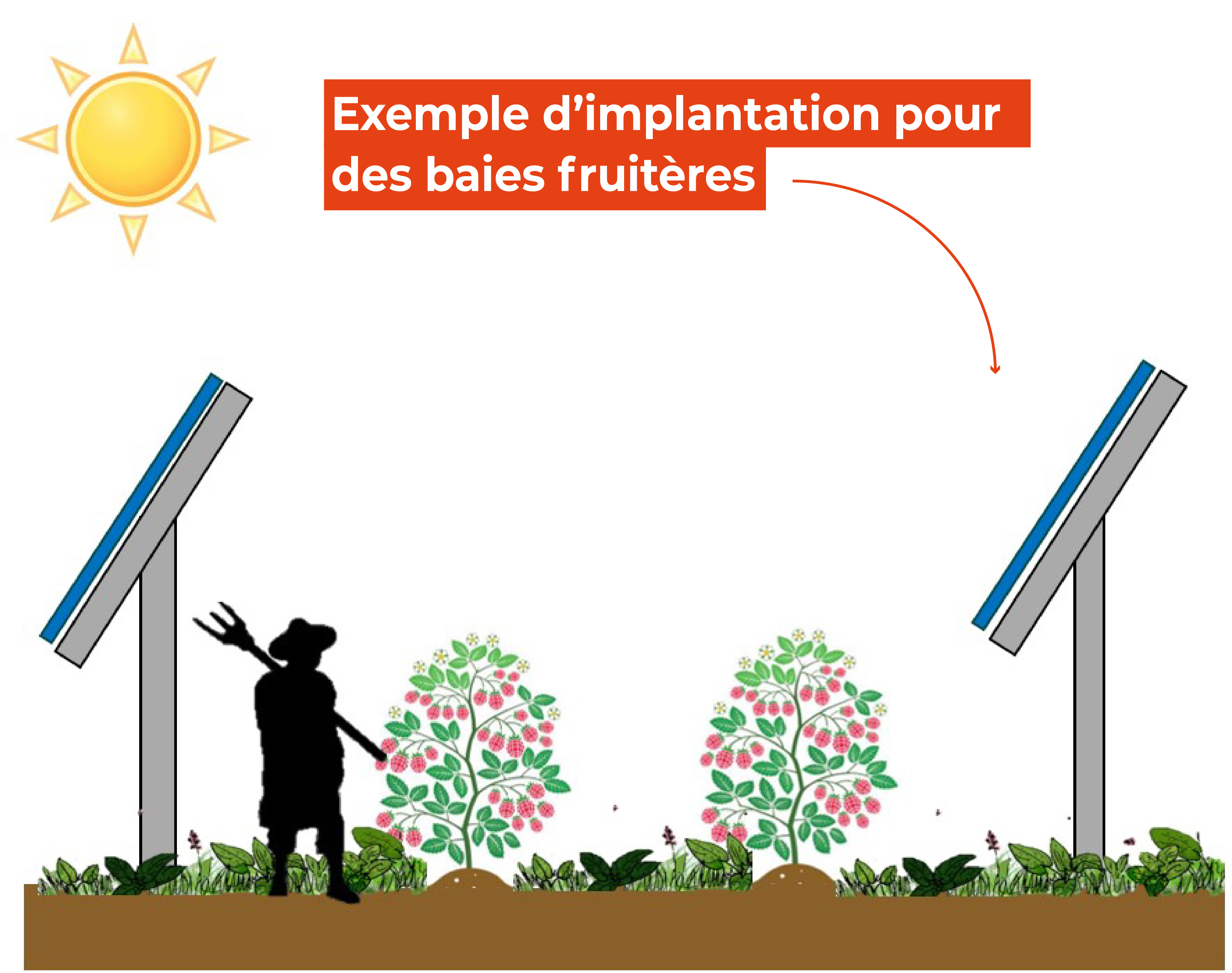 Exemple cultures sous panneaux solaires